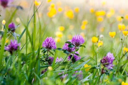 many purple and yellow wild flowers in a meadowの写真素材