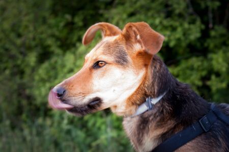 closeup of the profile of a beautiful dog licking its nose with its tongue hanging out. the tongue is movingの写真素材