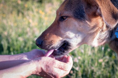 closeup of the muzzle of a beautiful female dog drinking from the hands of her human friend...