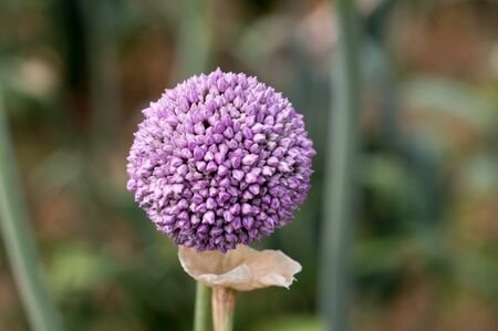 beautiful purple onion flowers in a field. the beauty of nature. Spring in natureの写真素材