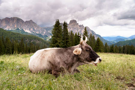 cow lying down in a mountain meadowの写真素材