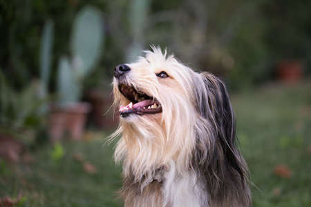 Portrait of a smiling fluffy dog outdoorの写真素材