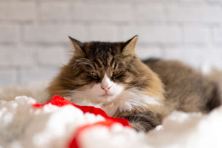 cat lying on a soft white blanket and a white wall backgroundの写真素材