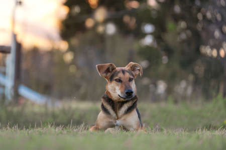 smiling dog looking at the camera on a meadowの写真素材
