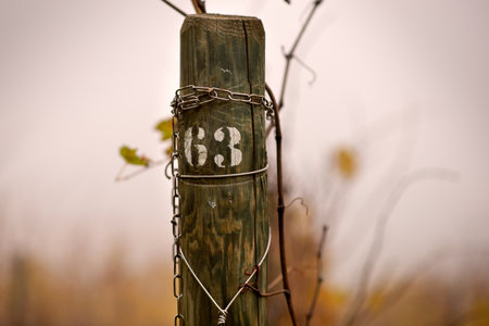 pole in an Italian vineyard printed with the number 63