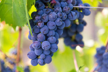 black grapes growing on the tree in a vineyardの写真素材