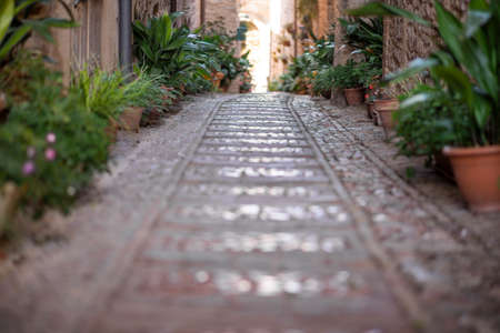 ancient street decorated with plants in an Italian villageの写真素材