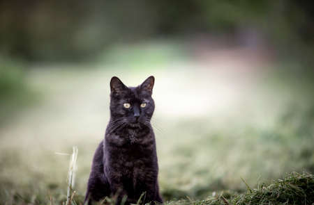 black cat sitting outdoor. yellow eyes. looking.の写真素材