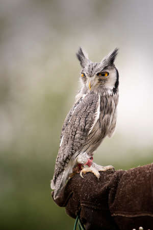 beautiful owl with big orange colorful eyesの写真素材