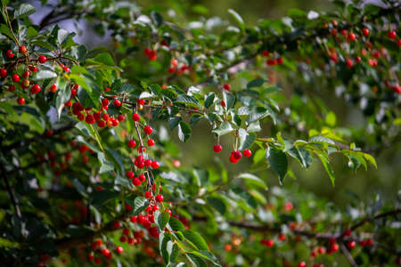 red fruit on a treeの写真素材
