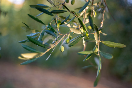 olive plant with green fruitの写真素材