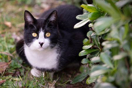 beautiful black and white young cat in the garden. yellow eyes cat.の写真素材