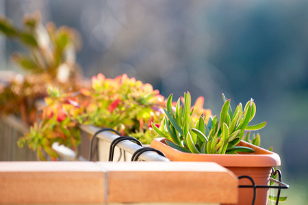 plants on a terrace. spring power. green concept. happy houseの写真素材