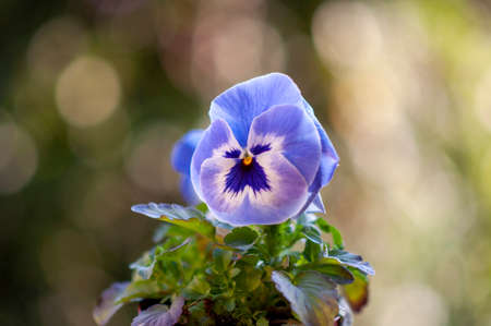 beautiful spring flowers. Purple Violetsの写真素材