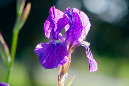 beautiful purple flower in natural lightの写真素材