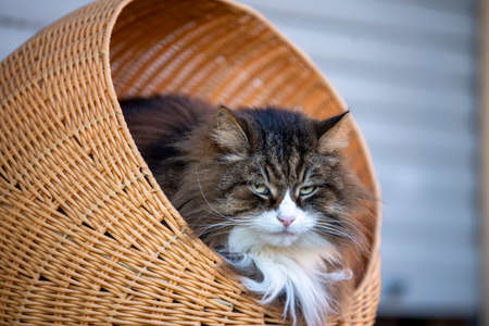 beautiful fluffy cat on his tower at homeの写真素材