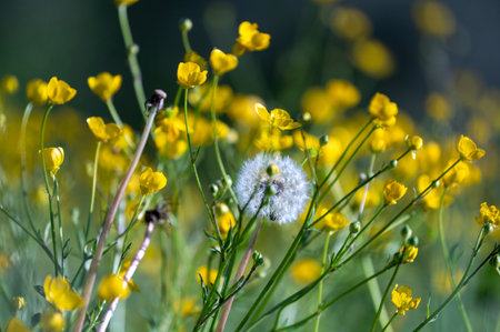 flower head in the middle of a meadow with yellow flowersの写真素材