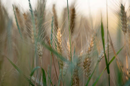 ears of wheat in a field in the sunlightの写真素材