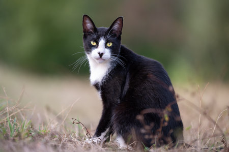 black and white cat sitting outdoorの写真素材