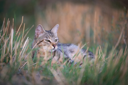 cat on the grassの写真素材