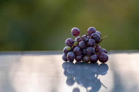 grape on a glassy tableの写真素材