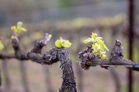 bare vineyard with the first leaves of the growing seasonの写真素材