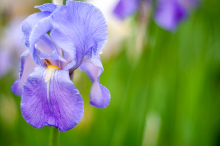 beautiful purple flower in natural light