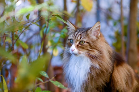 norwegian forest cat sitting in the garden. green eyes.の写真素材