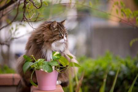 fluffy cat sitting in his terrace near a plant in a pink vaseの写真素材