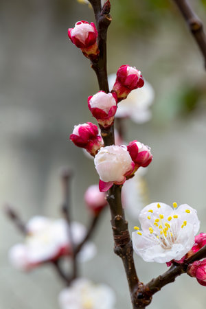 Apricot tree branch in bloom. Apricot blossoms in springの写真素材