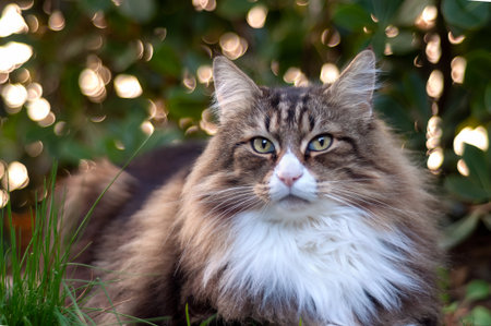 A beautiful Norwegian Forest cat rests on the lawn. The bokeh behind it creates an effectの写真素材