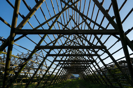 Hjell, wooden trellises used to hang stockfish to dry in the sun. Svolvear Lofoten Islands, Norway.の写真素材