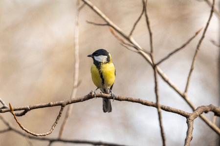 Great tit in nature, a small passerine bird easily recognizable by its brightly colored plumage