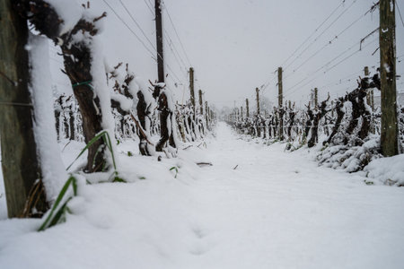 Snow covered vineyard in winter. Snowy vineyard in winter.の写真素材