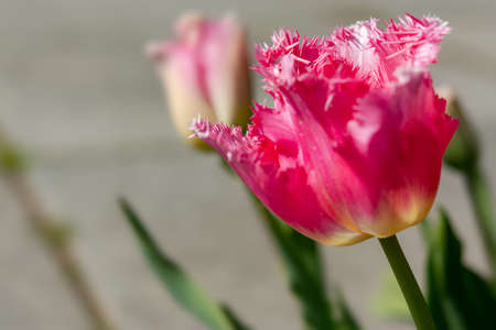 Pink Tulip flowers bloom in spring background of blurry pink tulips in a tulip flowers garden....