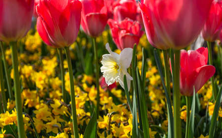 White narcissus flower among the red tulips. Soft focus