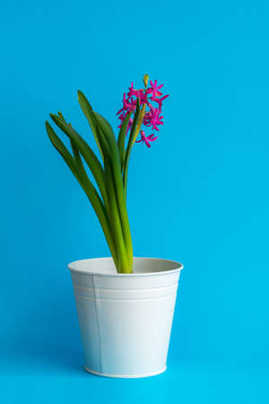 Creative. Hyacinth flower grows in a mug with a heart against a classical blue background. Home. Toned trendy classic blue color of year 2020.の写真素材