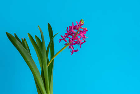 Creative. Hyacinth flower grows in a mug with a heart against a classical blue background. Home....
