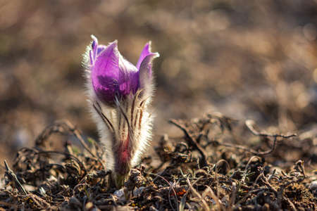 The Dream grass flower in the forest in the mountains in spring (April). Dream-grass close -up,...