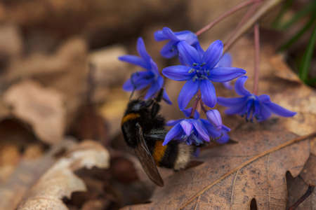 Blue snowdrop in the forest close-up , spring first flowers, bumblebee on the flower