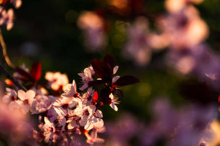 Blooming plum Pissardi close-up, spring background, blooming decorative tree, rose petals, selective...