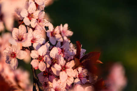Blooming plum Pissardi close-up, spring background, blooming decorative tree, rose petals, selective...