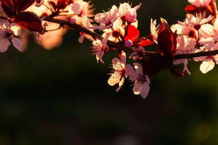 Blooming plum Pissardi close-up, spring background, blooming decorative tree, rose petals, selective focus, delicate flowersの写真素材
