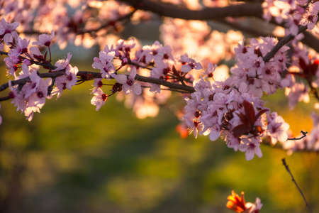 Blooming plum Pissardi close-up, spring background, blooming decorative tree, rose petals, selective focus, delicate flowersの写真素材