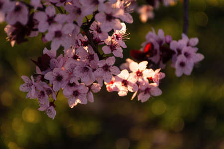 Blooming plum Pissardi close-up, spring background, blooming decorative tree, rose petals, selective...