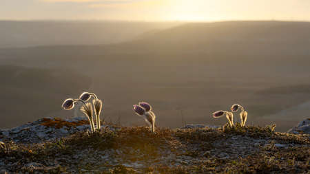 Beautiful dream grass flowers in the forest in the mountains. Dream-grass at sunset. Spring flowers close up with space for textの写真素材