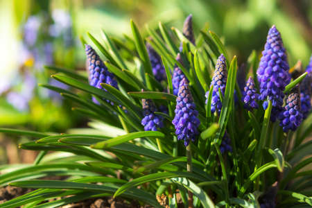 Muscari or mouse hyacinth close-up. Spring flower in selective focusの写真素材