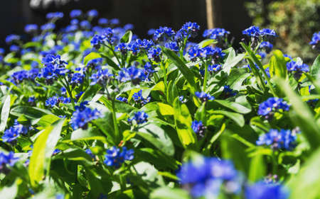 Gentiana cruciata (Latin Gentiana cruciata). Garden decorative flower. Blue spring flowersの写真素材