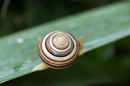 A snail on a green leaf with dew. Macro photography in the garden. Animals in the garden. Beautiful...