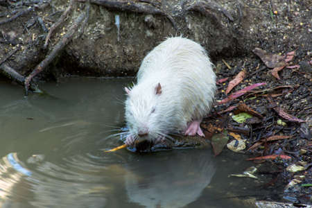 White muskrat or musk rat (lat. Ondatra zibethicus),. White muskrat eats food. White ondatra, muskrat in the pondの写真素材